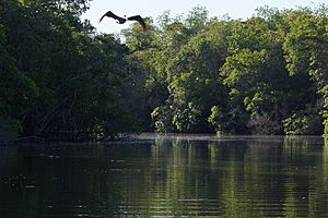 Archivo:Laguna de Maniltepec