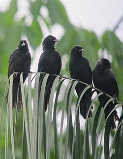 Lampropsar tanagrinus Tordo amazónico Velvet-fronted Grackle (7802599578).jpg