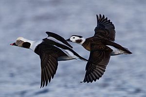 Archivo:Long-tailed Duck (Clangula hyemalis) (13667618773)