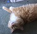 Long haired cat