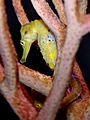 Longsnout Seahorse, Hippocampus reidi