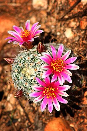 Archivo:Mammillaria grahamii - Arizona Desert Cactus Flower (209349135)
