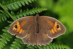 Meadow brown butterfly (Maniola jurtina) female.jpg