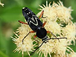 Megacyllene rufofemorata.jpg