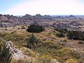 More Badlands Plant Life