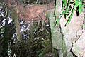 Mount Royal - moss forest 3