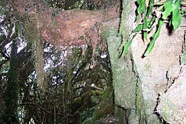 Mount Royal - moss forest 3