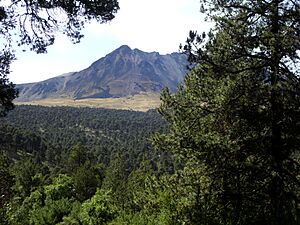 Archivo:Nevado de Toluca con bosque