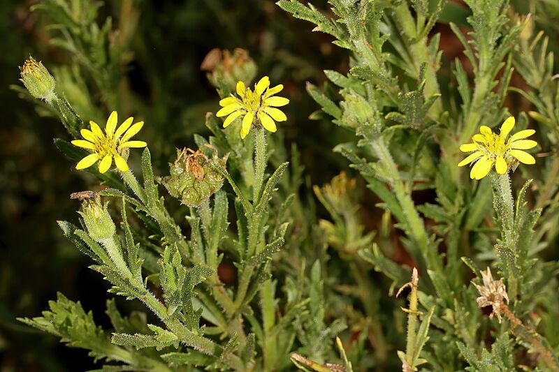 Osteospermum muricatum subsp. muricatum 5Dsr 9690