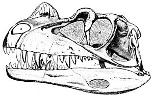 Archivo:PSM V34 D487 Skull of ceratosaurus