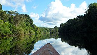 Pacaya Samiria Marañon River (66217327)