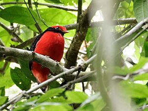 Phoenicircus nigricollis - Black-necked Red-Cotinga - male.jpg
