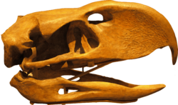 PhorusrhacosLongissimus-Skull-BackgroundKnockedOut-ROM-Dec29-07.png