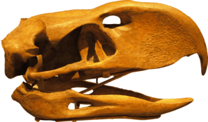 PhorusrhacosLongissimus-Skull-BackgroundKnockedOut-ROM-Dec29-07.png