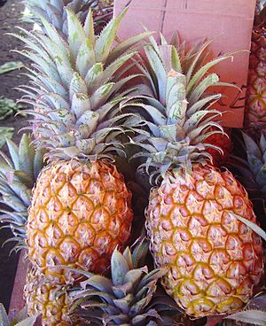 Archivo:Pineapple victoria dsc07770