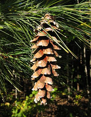 Archivo:Pinus strobus Cone