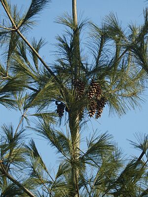 Archivo:Pinus strobus cones