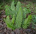 Polystichum munitum (Jami Dwyer) 001
