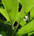 Prunus-laurocerasus-extrafloral-nectaries