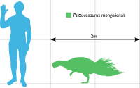 Archivo:Psittacosaurus Scale