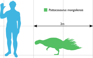 Archivo:Psittacosaurus Scale