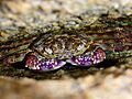 Purple rock crab444
