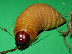 Archivo:Rhynchophorus ferrugineus larva