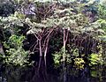 Ribeira do Rio Negro, Anavilhanas, Novo Airão