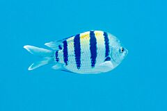 Sargento mayor del Pacífico (Abudefduf vaigiensis), mar Rojo, Egipto, 2023-04-19, DD 27.jpg