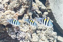 Sargentos mayores del Pacífico (Abudefduf vaigiensis), mar Rojo, Egipto, 2023-04-14, DD 16.jpg
