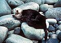 Seaotterrocks