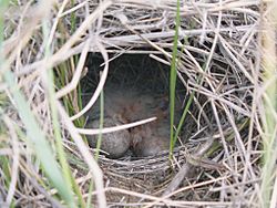 Archivo:Spragues Pipit nest with young