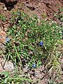 Starr 070402-6243 Clitoria ternatea