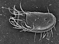 Stephanopogon sp