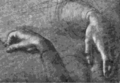 Study-Mona Lisa hands