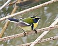 Tachuris rubrigastra - Many-coloured rush-tyrant