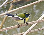 Archivo:Tachuris rubrigastra - Many-coloured rush-tyrant