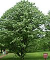 Tilia tomentosa