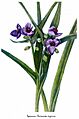 Tradescantia virginiana, by Mary Vaux Walcott