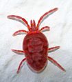 Trombidium holosericeum (aka)