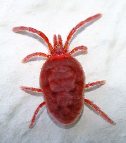 Trombidium holosericeum (aka)