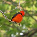 Vermilion Flycatcher (14690607043)