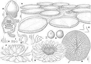 Archivo:Victoria boliviana Botanical illustration