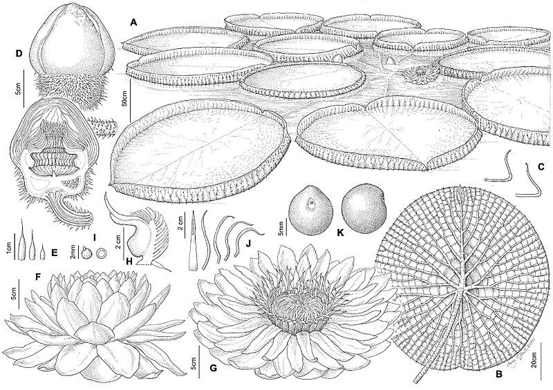 Victoria boliviana Botanical illustration