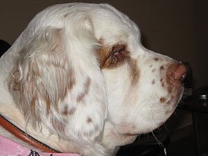 Archivo:Wiki clumber spaniel