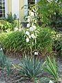 Yucca filamentosa1