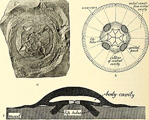 Archivo:A guide to the fossil invertebrate animals in the Department of geology and palaeontology in the British museum (Natural history) (1907) (14799088733)