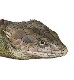Abronia gaiophantasma detalles de la cabeza.png