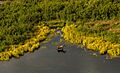 Alce (Alces alces), parque estatal Chugach, Alaska, Estados Unidos, 2017-08-22, DD 72