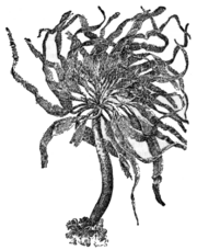 Archivo:Alger, Postelsia palmæformis, Nordisk familjebok